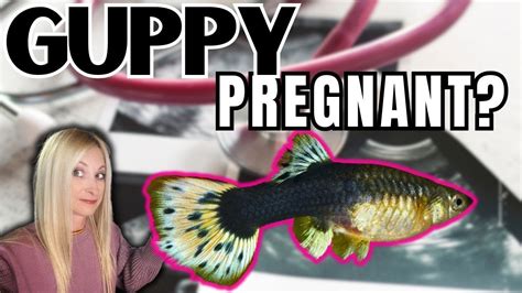 pregnant fish|3 Ways to Tell if Your Fish Is Having Babies .